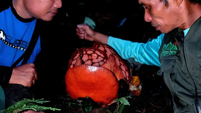 Tim ekspedisi menemukan Rafflesia Hasseltii. (Istimewa)