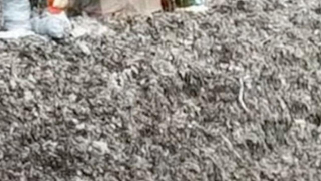 Warung Tertinggi di Atas Gunung Sampah Bantargebang, Dagangan Dipenuhi Lalat