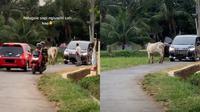 Sapi adang laju Alphard (TikTok/@neli.ar)