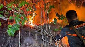 Meluas di Lereng Butak, Kebakaran Hutan Pinus Dekati Permukiman