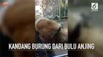 Seekor burung mencabuti bulu anjing yang tertidur untuk dibuat sarang burung.