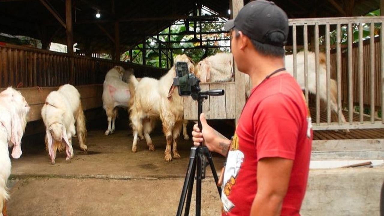 Viral Peternak Kambing Gunakan TikTok untuk Raup Omzet Fantastis