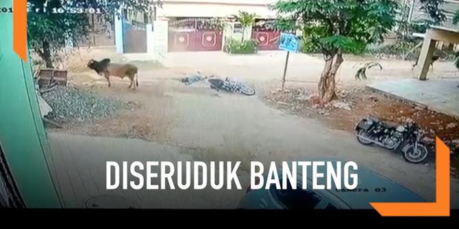 VIDEO: Momen Mengerikan Pengendara Motor Diseruduk Banteng