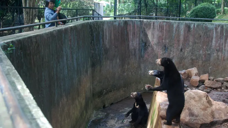 20170118-Beruang Kurus di Kebun Binatang Bandung-Jawa Barat