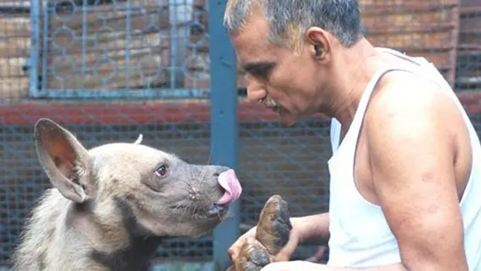 Copyright odditycentral.com/Dr. Prakash Amte/Facebook