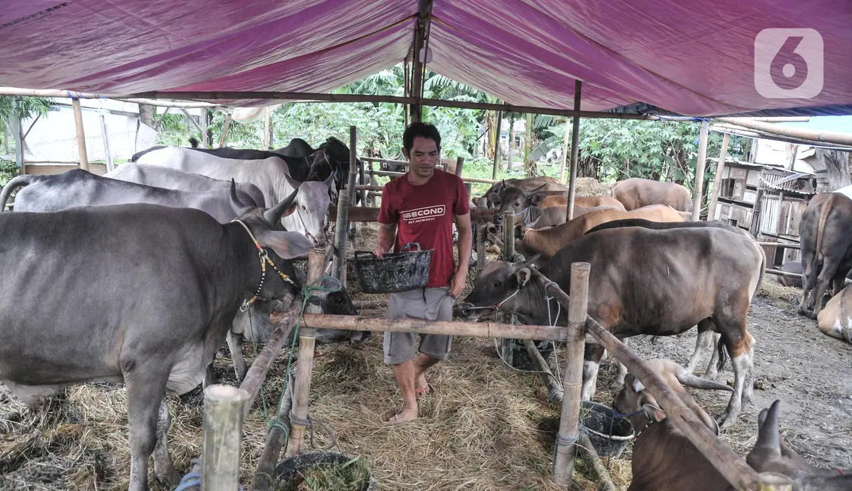 Pekerja memberi pakan sapi kurban yang sedang menjalani karantina di kawasan Pondok Kopi, Duren Sawit, Jakarta Timur, Rabu (15/6/2022). Virus PMK juga menyebabkan harga jual hewan kurban naik 20-30 persen dari tahun sebelumnya, mulai kisaran Rp17,5 juta hingga Rp38 juta per ekor. (merdeka.com/Iqbal S. Nugroho)