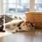 9 Cara agar Kucing Jantan Mau Mengawini Betina secara Alami dan Aman