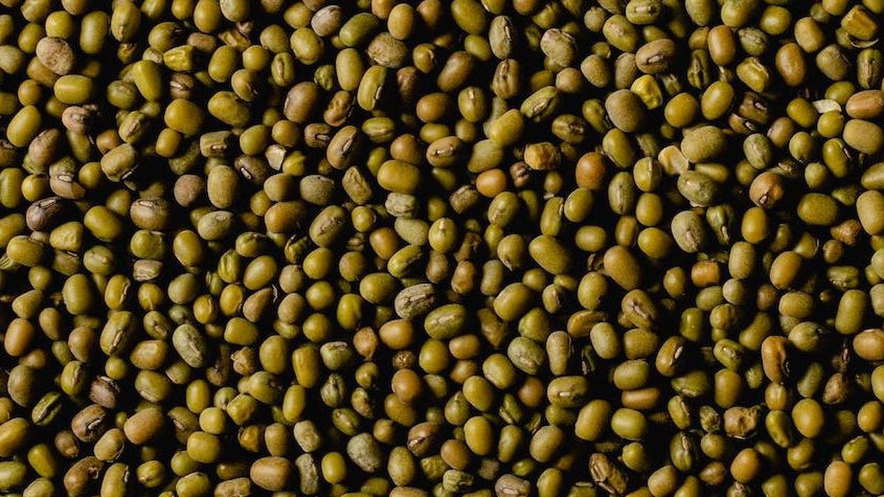 5.&nbsp;Meningkatkan Sel Darah Merah pada Ibu Hamil: Kandungan folat dalam kacang hijau membantu produksi sel darah merah, mencegah kekurangan darah saat melahirkan.