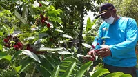 Lawan COVID-19 dengan Tanaman Obat Keluarga