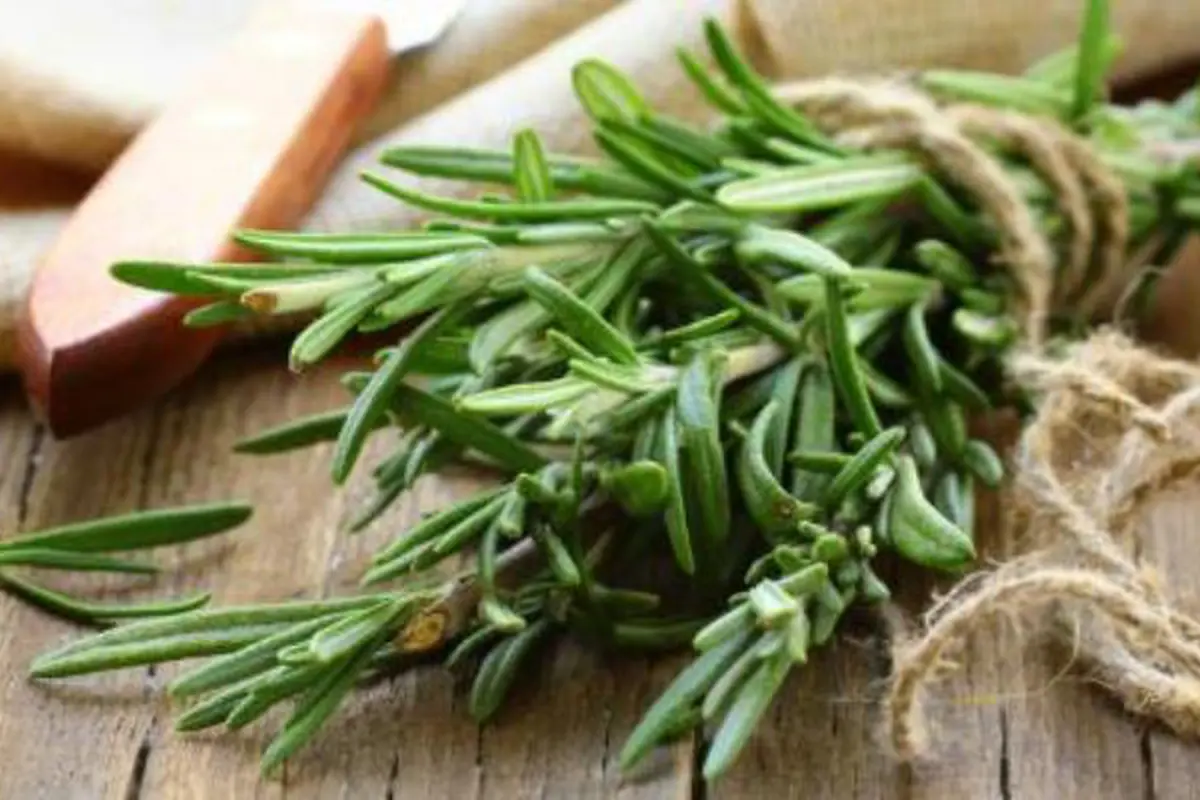 rosemary