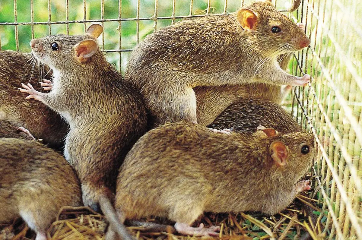 Ilustrasi tikus sawah (CSIRO)