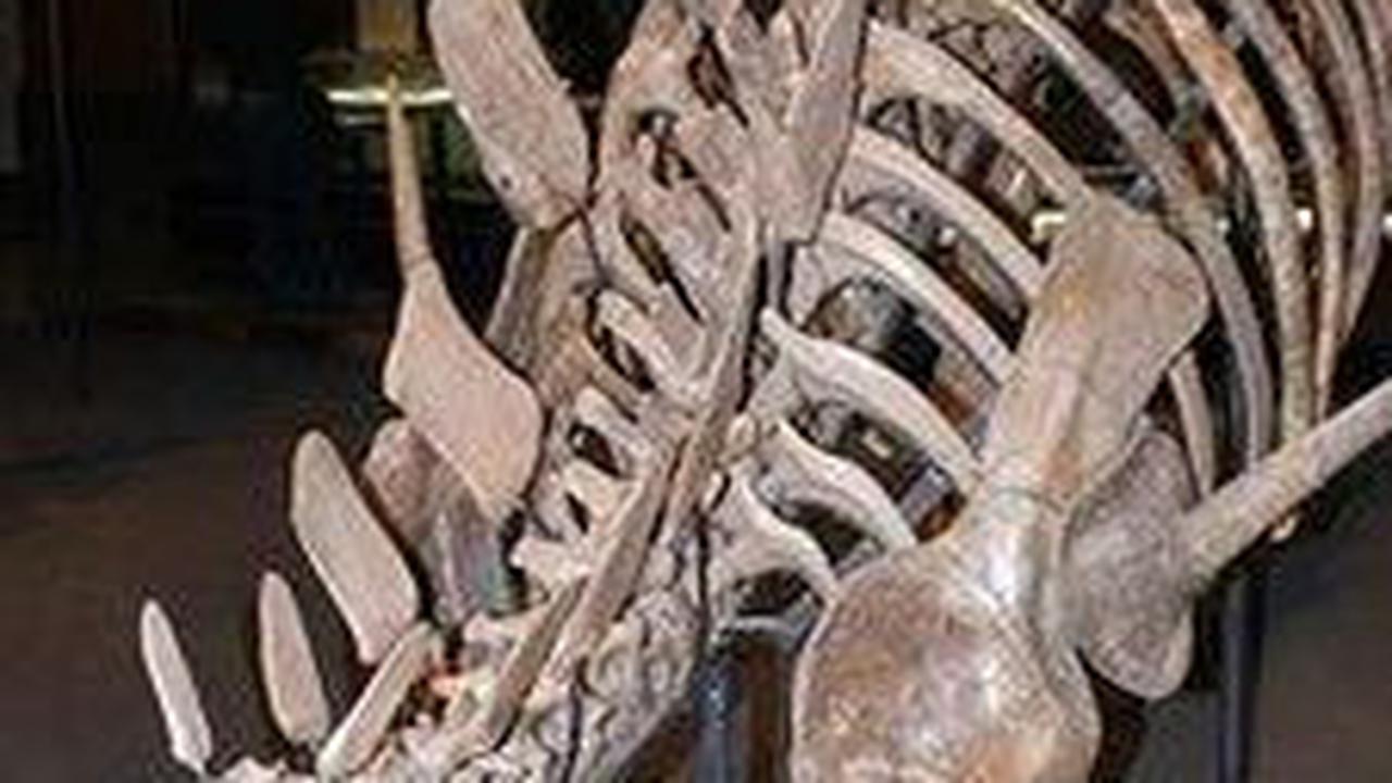 10 Penemuan Dinosaurus Paling Heboh Sepanjang 2023, Ada yang Menguak Makanan Terakhirnya