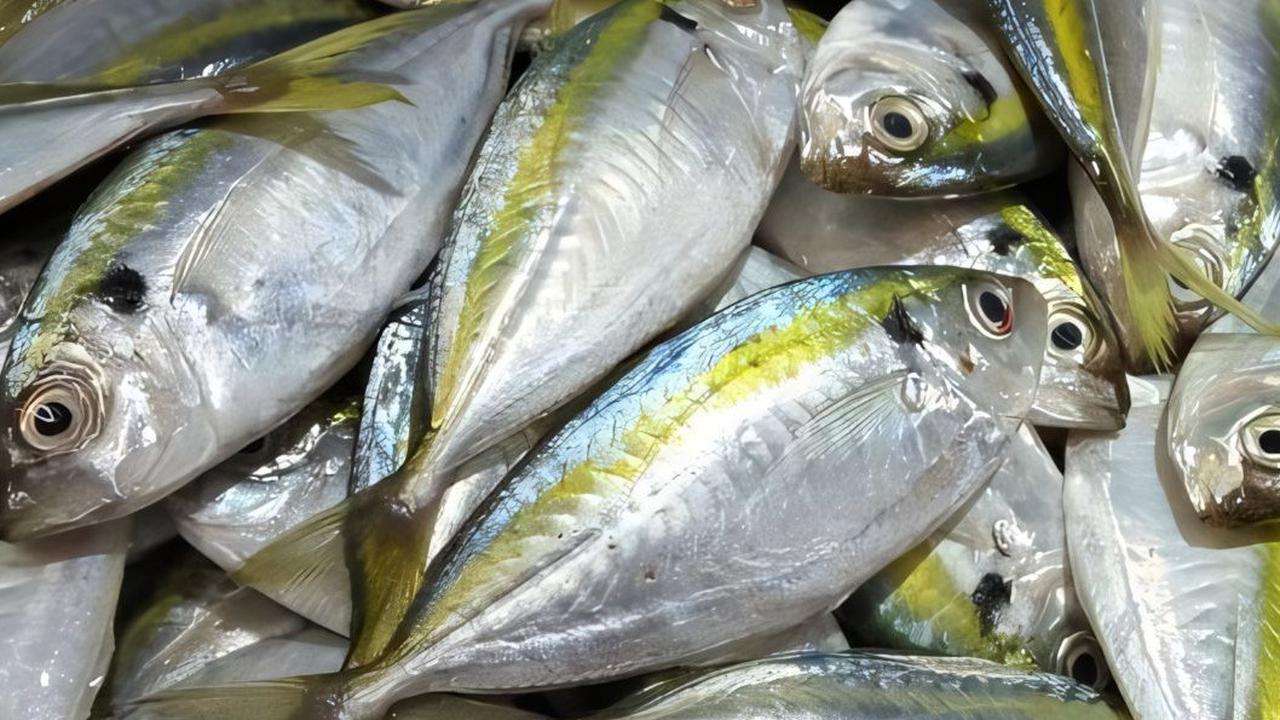 Ternyata Ada Cara Mudah Untuk Membuang Tulang Ikan Kembung... Sekali Tarik, Tercabut Semua