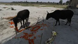 Sapi memakan karangan bunga di kuburan pasir dangkal di tepi sungai Gangga di Prayagraj, 16 Mei 2021. Polisi menjangkau penduduk desa di India utara untuk menyelidiki penemuan mayat yang terkubur di kuburan pasir dangkal atau terdampar di tepi Sungai Gangga. (AP Photo/Rajesh Kumar Singh)
