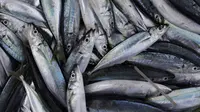 Bekerja sebagai nelayan merupakan mata pencaharian dari mayoritas warga Desa Tulehu. Ikan Cakalang dan Tatihu menjadi komoditi khas dari para nelayan di Tulehu. (Bola.com/Vitalis Yogi Trisna)
