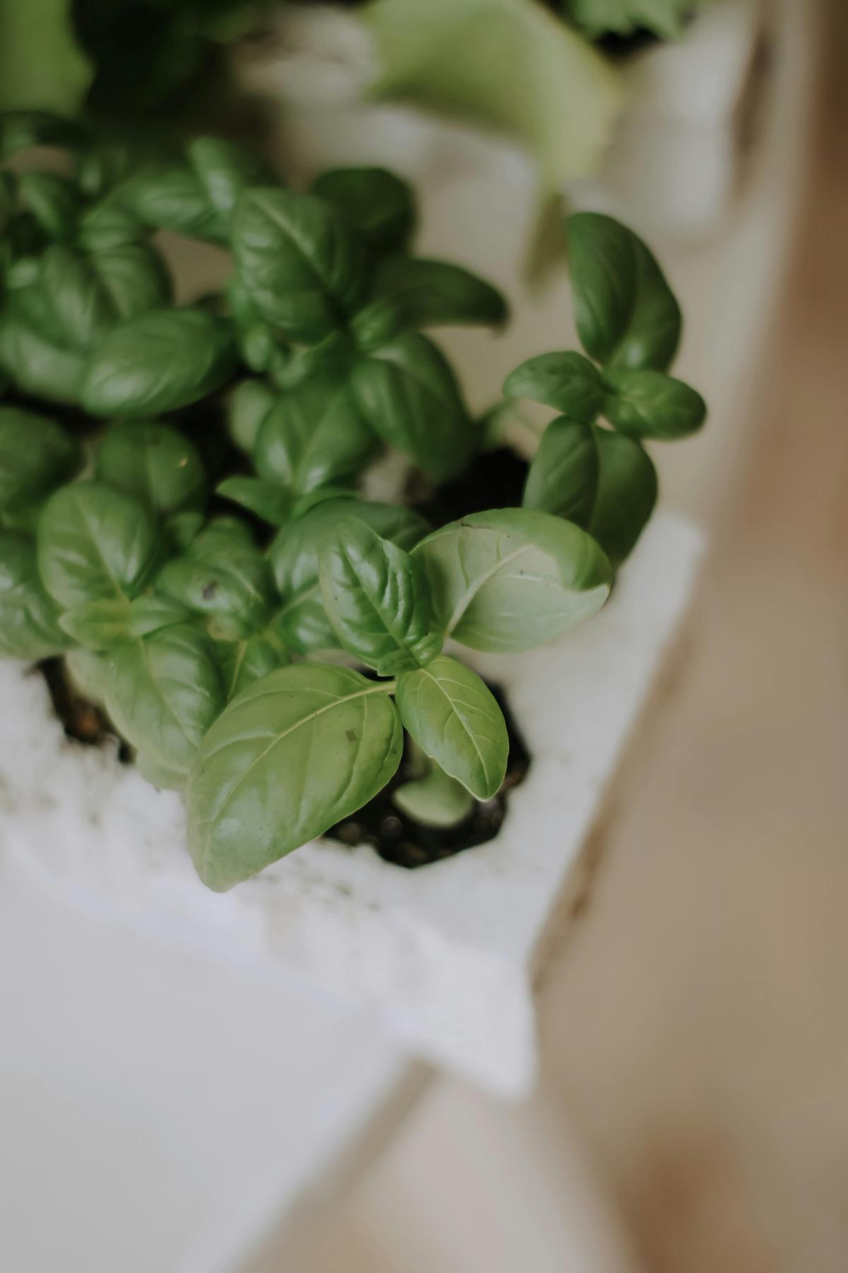 Basil
