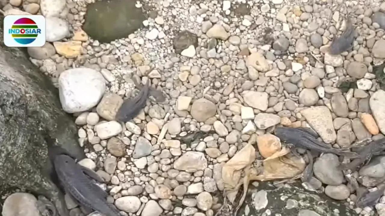 Ikan Sapu-sapu Banyak yang Mati.