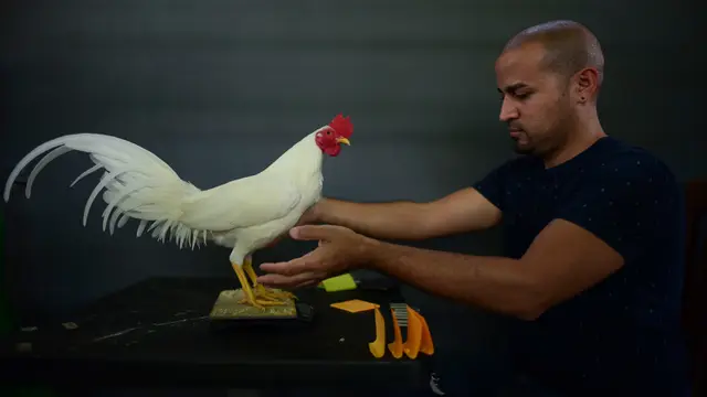 Menyaksikan Sabung Ayam Legal di Puerto Rico