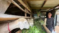 Abah Sakam Sedang Memberikan Rumput untuk Hewan Ternaknya (Supriatin/Liputan6.com)