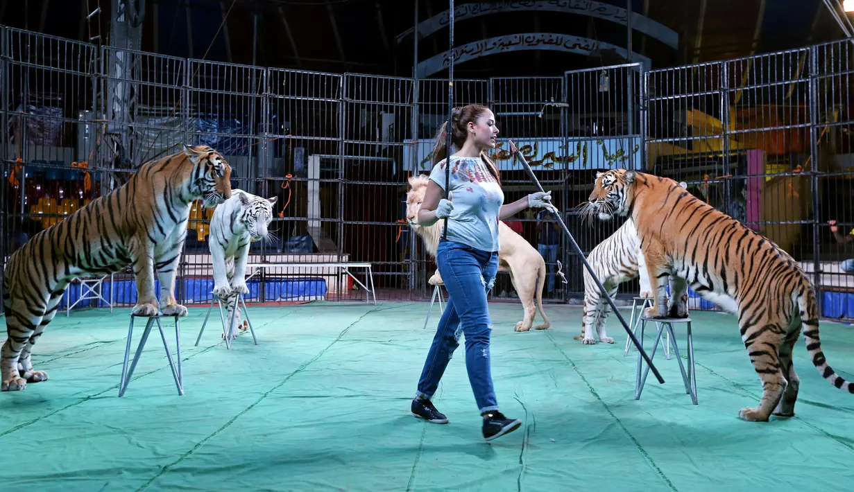 Mahasen el-Helw saat dikelilingi tiga harimau dalam sesi latihan pertunjukkan sirkus di Kairo, Mesir (11/10). Wanita cantik asal Mesir ini telah berpengalaman menangani hewan buas saat acara sirkus. (REUTERS/Mohamed Abd El Ghany)