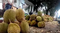 Memasuki puncak musim panen durian di Bengkulu, para pedagang mulai banting harga (Liputan6.com/Yuliardi Hardjo)