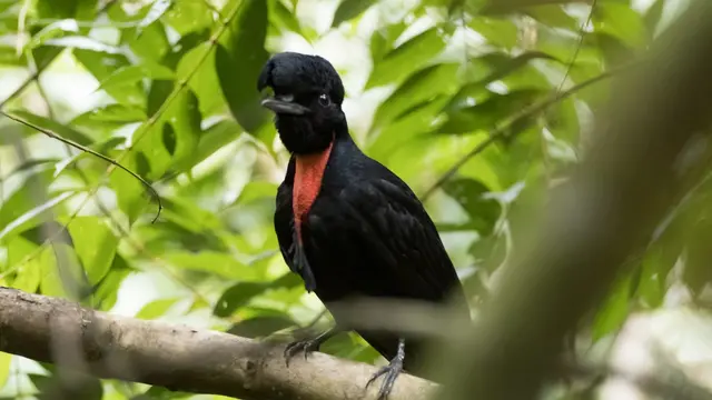 Burung Payung Berleher Telanjang