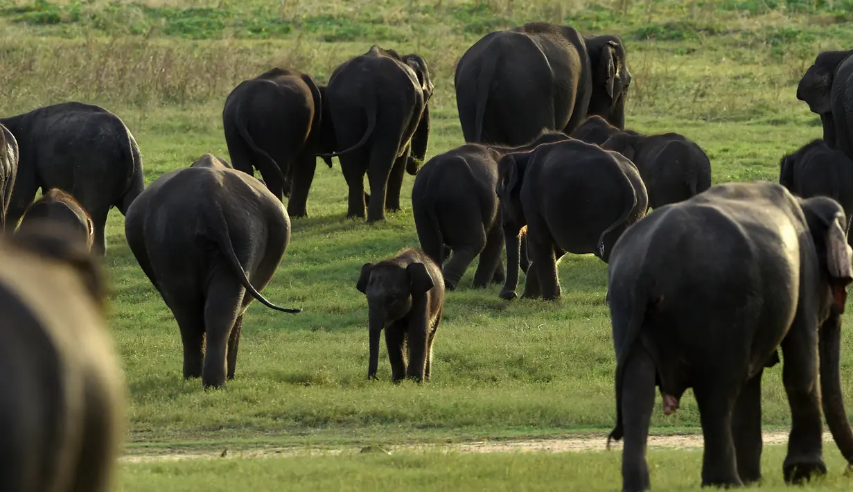 Dalam foto yang diambil pada 30 Juli 2018, seekor bayi gajah Sri Lanka berjalan dengan kawanannya di taman nasional Kaudulla, Habarana. Gajah sri lanka adalah salah satu dari tiga subspesies gajah asia. (AFP PHOTO/ISHARA S. KODIKARA)