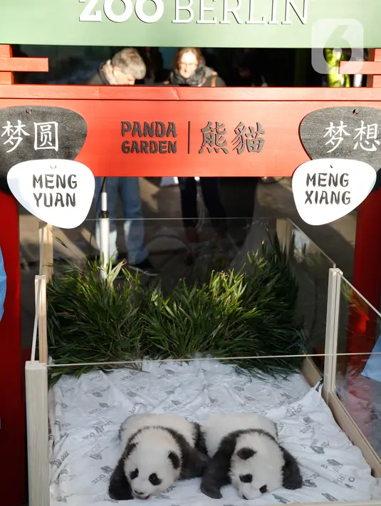 Dua anak panda "Meng Yuan" (kiri) dan "Meng Xiang" diperlihatkan kepada media setelah mereka diberi nama di kebun binatang Zoologischer Garten di Berlin (9/12/2019). Panda betina Meng Meng melahirkan anak kembar pada tanggal 31 Agustus 2019. (AFP/Odd Andersen)