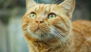 Misteri Warna Kucing Oren Terungkap (Sumber: Pexels)