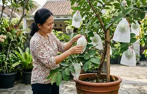 7 Jenis Pupuk untuk Jambu Kristal di Pot agar Rajin Berbunga dan Berbuah