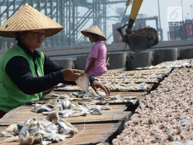 Seorang ibu tengah menjemur ikan asin di kawasan Cilincing, Jakarta Utara, Rabu (9/5). Produksi ikan asin di kawasan tersebut untuk memenuhi kebutuhan di wilayah Jabodetabek. (Liputan6.com/Angga Yuniar)