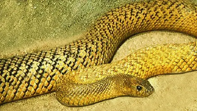 Ular Taipan Pedalaman