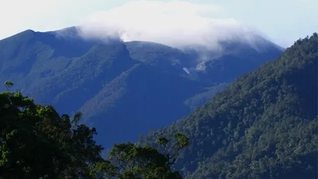 Bagaimana Hutan Awan Terbentuk?
