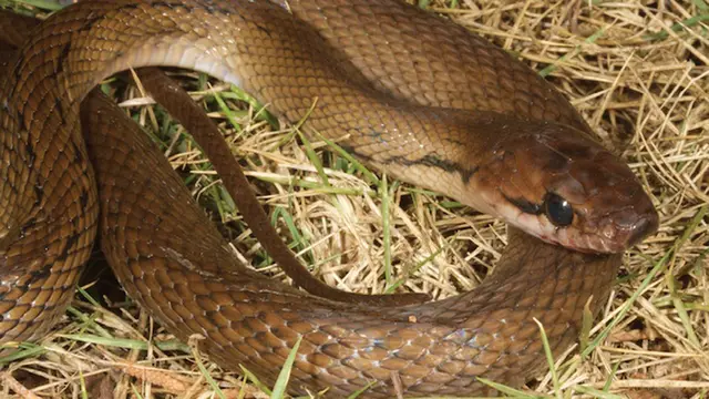 Ular Tikus