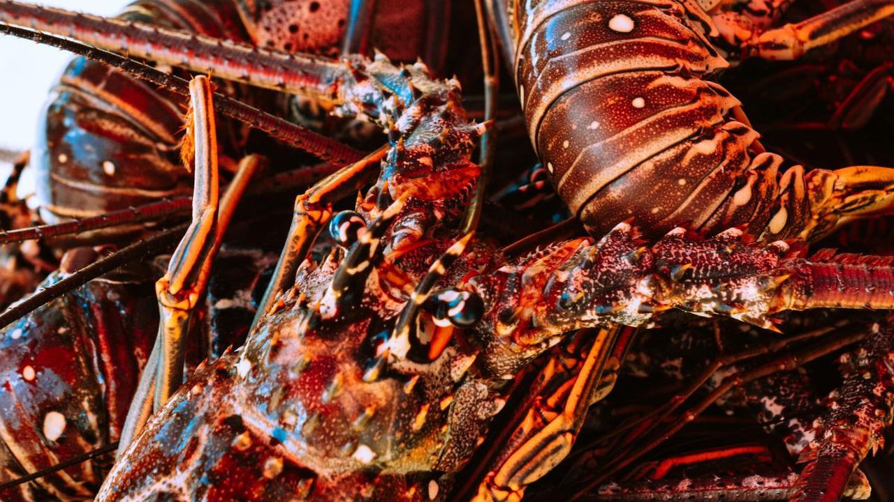 Lobster adalah hewan laut yang umum dikonsumsi oleh orang-orang dari seluruh penjuru dunia. Dagingnya yang lembut dan rasanya yang enak membuat olahan lobster tak pernah sepi peminat. Saking populernya, sangat mudah untuk mencari penjual olahan lobster 
