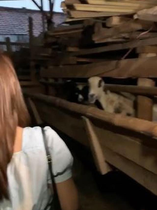 6 Momen Jenita Janet Dapat Kado Ulang Tahun Peternakan Sapi dari Suami