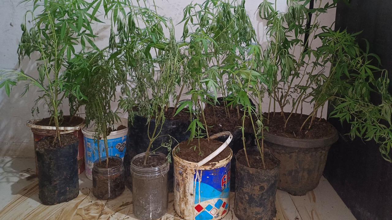 Aksi Berani di Empat Lawang, Dapur Rumah Disulap Jadi Ladang Ganja