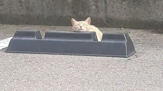 8 Potret Gemas Kucing Bersantai di Bumper Parkiran