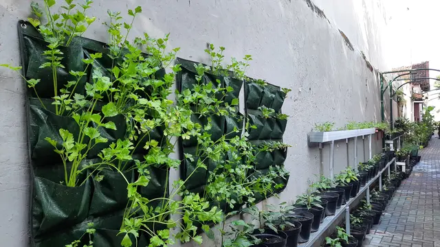 Tips Berkebun Skala Rumah Tangga ala Kampung Sayur Suryatmajan Yogyakarta