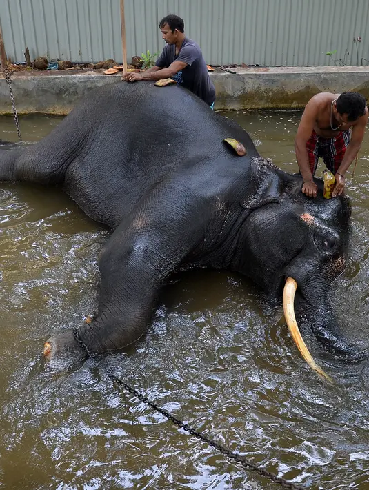Pawang mencuci seekor gajah di Kolombo (9/8). Pemerintah Sri Lanka mengatakan akan mulai membangun 2.651 kilometer pagar listrik baru untuk menjauhkan gajah dari desa-desa yang berbatasan dengan suaka margasatwa. (AFP Photo/Lakruwan Wanniarachchi)