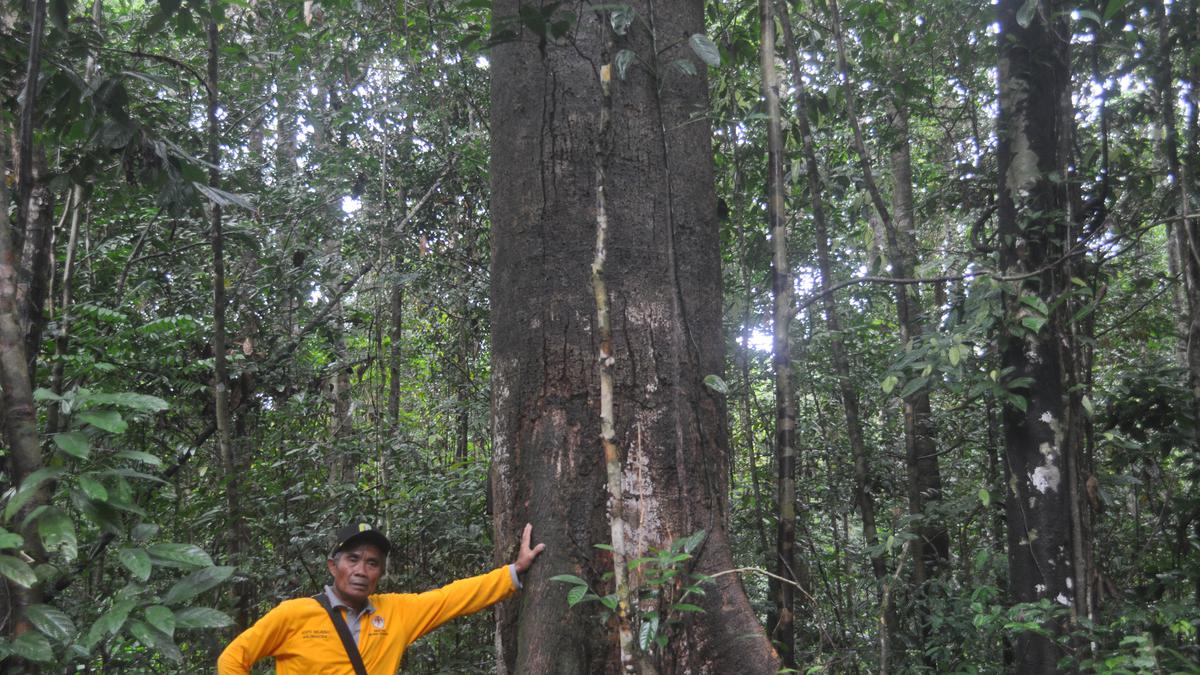 Kisah Damianus Nadu dan Tengkawang, Penjaga Hutan Warisan Leluhur Dayak