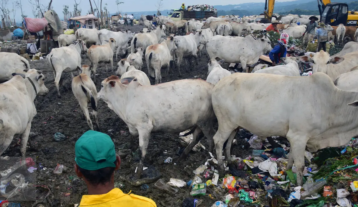 Ratusan sapi memadati TPA Jatibarang, Semarang, Rabu (10/2/2016). Selain dijadikan pusat pembuang sampah, TPA Jatibarang dijadikan peternak sebagai tempat mencari makan sapi-sapi mereka. (Foto: Gholib)