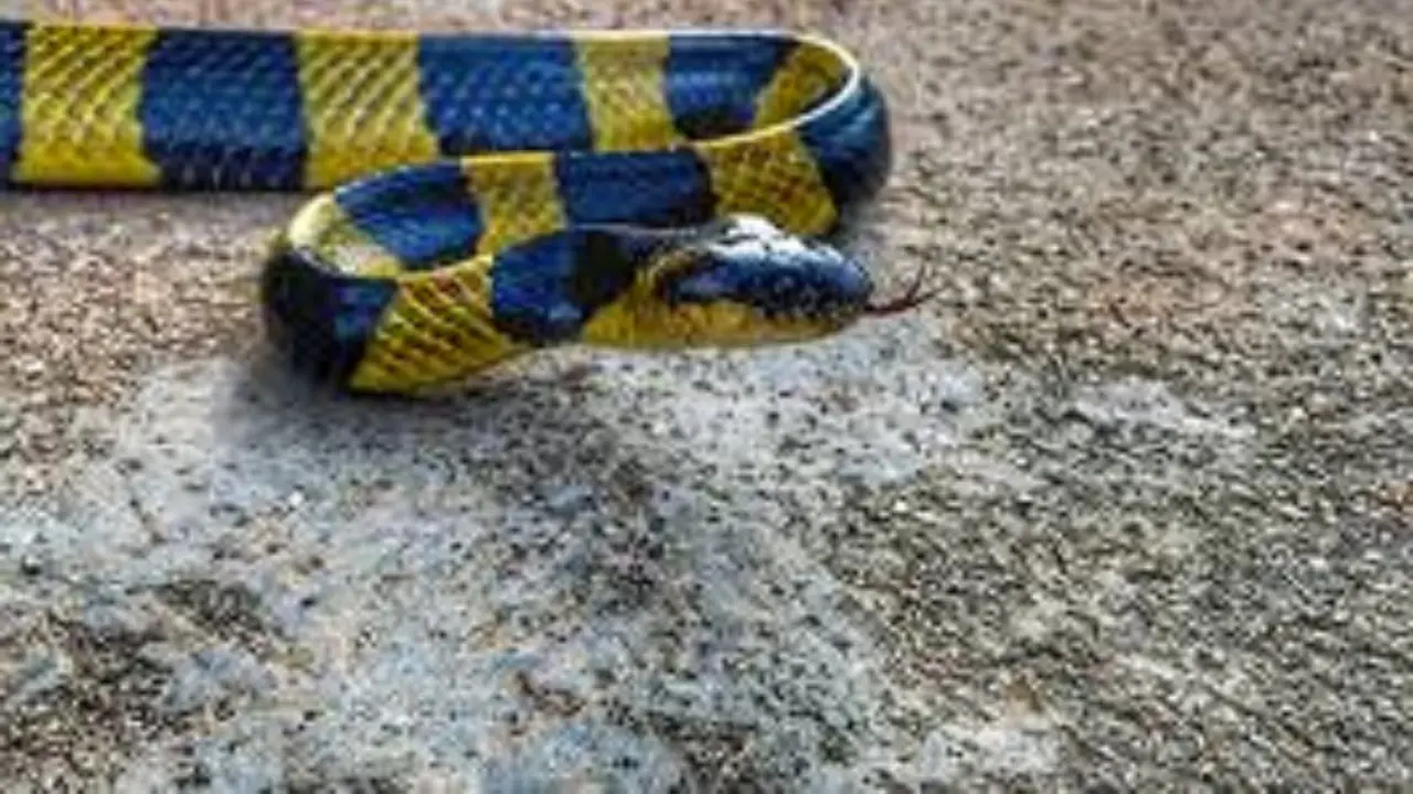 Ular Welang (Bungarus fasciatus) (Wikimedia Commons)