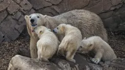 Seekor beruang kutub betina bersama dengan bayi kembar tiganya yang lahir pada Desember tahun lalu di taman hiburan Marineland di Kota Antibes, Prancis, Kamis (14/5/2020). (Xinhua/Serge Haouzi)