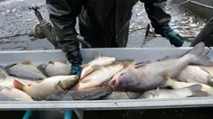 Seorang nelayan memilah ikan mas hasil tangkapan saat panen ikan secara tradisional di kolam Horusicky, dekat kota Veseli nad Luznici, Republik Ceko, 24 Oktober 2017. (AP Photo/Petr David Josek)