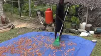 Salmon Sanggrangbano, petani kakao asal Kabupaten Jayapura, Papua, menjemur biji kakao. (Liputan6.com/Anri Syaiful)