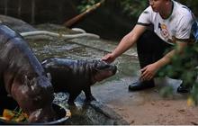 Kudanil Ternyata 'Pakai Sunblock' buat Melindungi Kulitnya, Produk Perawatan Alami dari Sinar Matahari