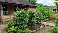 7 Cara Menanam Lada Perdu di Halaman Rumah, Cepat Berbuah dan Mudah Dirawat