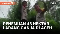 43 Hektar Ladang Ganja Siap Panen Berhasil Ditemukan di Aceh