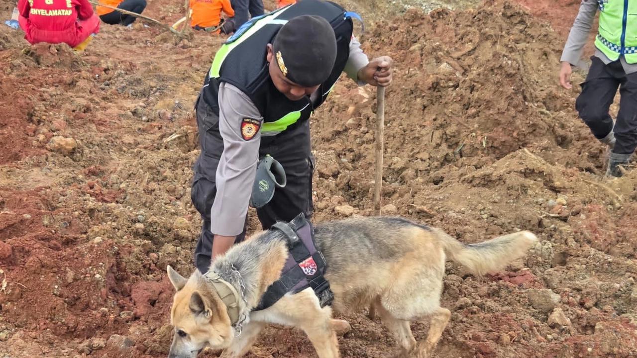 Potret Anjing Pelacak Polri, Dikerahkan untuk Pencarian Korban Longsor Cilacap
